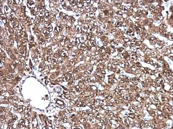 Anti-Park7 / DJ-1 antibody used in IHC (Paraffin sections) (IHC-P). GTX132552