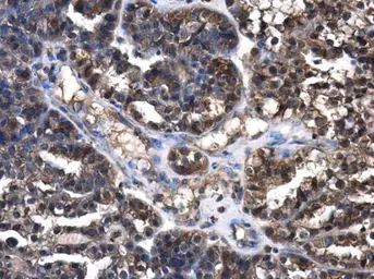 Anti-Cystatin C antibody used in IHC (Paraffin sections) (IHC-P). GTX132567