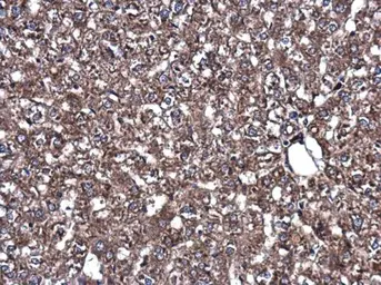 Anti-Park7 / DJ-1 antibody used in IHC (Paraffin sections) (IHC-P). GTX132574