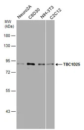 Anti-TBC1D25 antibody used in Western Blot (WB). GTX132577