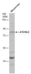 Anti-ATG16L2 antibody used in Western Blot (WB). GTX132583