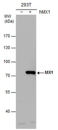 Anti-MX1 antibody used in Western Blot (WB). GTX132592