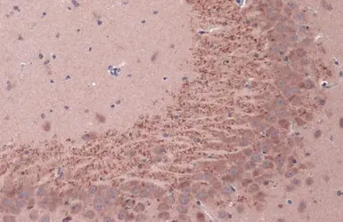 Anti-BDNF antibody used in IHC (Paraffin sections) (IHC-P). GTX132621
