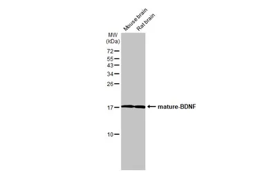 Anti-BDNF antibody used in Western Blot (WB). GTX132621