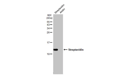 Anti-Streptavidin antibody (HRP) used in Western Blot (WB). GTX132626-01