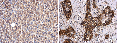Anti-Glypican 1 antibody used in IHC (Paraffin sections) (IHC-P). GTX132672