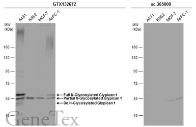 Anti-Glypican 1 antibody used in Western Blot (WB). GTX132672