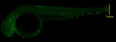 Anti-Mfap4 antibody used in IHC (Whole mount) (IHC-Wm). GTX132692