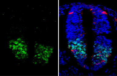 Anti-OLIG2 antibody used in IHC (Paraffin sections) (IHC-P). GTX132732