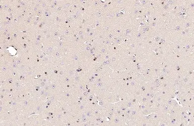 Anti-OLIG2 antibody used in IHC (Paraffin sections) (IHC-P). GTX132732