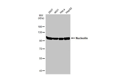 Anti-Nucleolin antibody used in Western Blot (WB). GTX132778