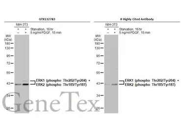 Anti-ERK1 (phospho Thr202/Tyr204) + ERK2 (phospho Thr185/Tyr187) antibody used in Western Blot (WB). GTX132783