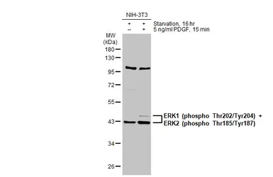 Anti-ERK1 (phospho Thr202/Tyr204) + ERK2 (phospho Thr185/Tyr187) antibody used in Western Blot (WB). GTX132783