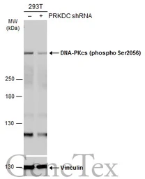 Anti-DNA-PKcs (phospho Ser2056) antibody used in Western Blot (WB). GTX132793