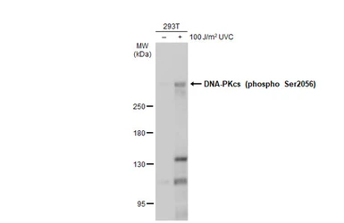 Anti-DNA-PKcs (phospho Ser2056) antibody used in Western Blot (WB). GTX132793