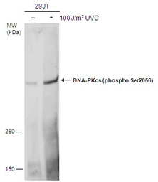 Anti-DNA-PKcs (phospho Ser2056) antibody used in Western Blot (WB). GTX132794