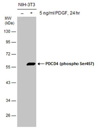 Anti-PDCD4 (phospho Ser457) antibody used in Western Blot (WB). GTX132798