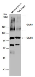 Anti-GluR1 antibody used in Western Blot (WB). GTX132945