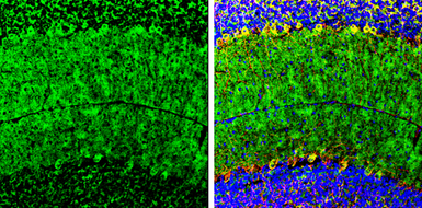 Anti-GluR1 antibody used in IHC (Frozen sections) (IHC-Fr). GTX132945