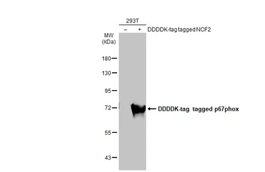 Anti-p67phox antibody used in Western Blot (WB). GTX132967