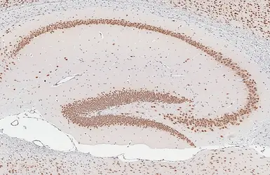 Anti-NeuN antibody used in IHC (Paraffin sections) (IHC-P). GTX132974
