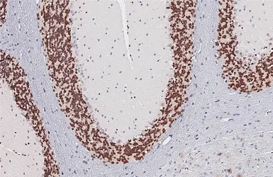 Anti-NeuN antibody used in IHC (Paraffin sections) (IHC-P). GTX132974