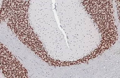 Anti-NeuN antibody used in IHC (Paraffin sections) (IHC-P). GTX132974