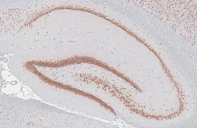 Anti-NeuN antibody used in IHC (Paraffin sections) (IHC-P). GTX132974
