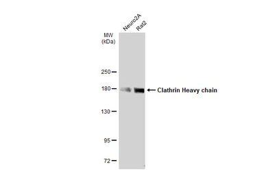 Anti-Clathrin Heavy chain antibody used in Western Blot (WB). GTX132976