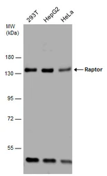 Anti-Raptor antibody used in Western Blot (WB). GTX132989