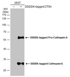 Anti-Cathepsin A antibody used in Western Blot (WB). GTX133016
