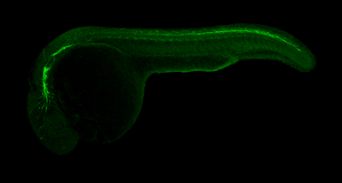 Anti-Vim antibody used in IHC (Whole mount) (IHC-Wm). GTX133061