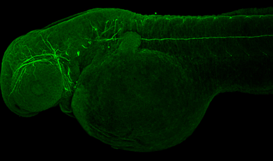 Anti-Vim antibody used in IHC (Whole mount) (IHC-Wm). GTX133061