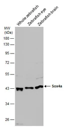Anti-Sox4a antibody used in Western Blot (WB). GTX133062
