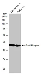Anti-CaMKII alpha antibody used in Western Blot (WB). GTX133071