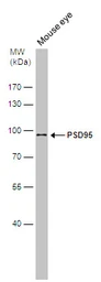 Anti-PSD95 antibody used in Western Blot (WB). GTX133091
