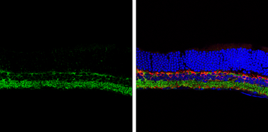 Anti-GAD65 antibody used in IHC (Frozen sections) (IHC-Fr). GTX133095
