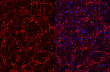 Anti-MAP2 antibody used in IHC (Paraffin sections) (IHC-P). GTX133109