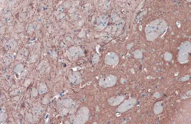 Anti-MAP2 antibody used in IHC (Paraffin sections) (IHC-P). GTX133109
