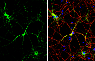 Anti-MAP2 antibody used in Immunocytochemistry/ Immunofluorescence (ICC/IF). GTX133109