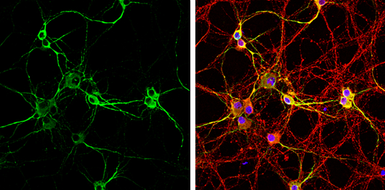 Anti-MAP2 antibody used in Immunocytochemistry/ Immunofluorescence (ICC/IF). GTX133110