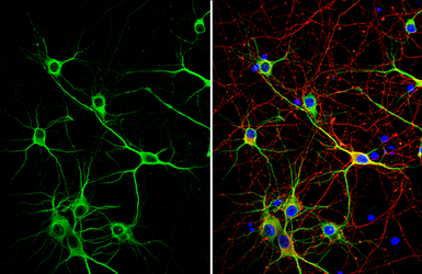 Anti-MAP2 antibody used in Immunocytochemistry/ Immunofluorescence (ICC/IF). GTX133110