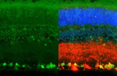 Anti-NeuN antibody used in IHC (Paraffin sections) (IHC-P). GTX133127