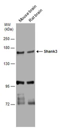 Anti-SHANK3 antibody used in Western Blot (WB). GTX133133