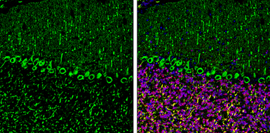 Anti-SHANK3 antibody used in IHC (Frozen sections) (IHC-Fr). GTX133133