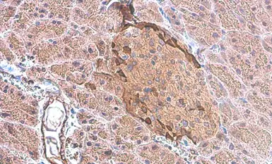 Anti-Somatostatin antibody used in IHC (Paraffin sections) (IHC-P). GTX133153