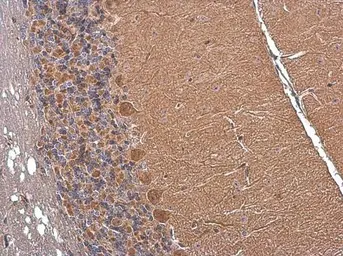 Anti-Somatostatin antibody used in IHC (Paraffin sections) (IHC-P). GTX133153