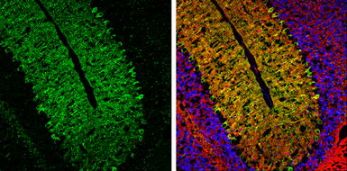 Anti-IP3 Receptor I antibody used in IHC (Frozen sections) (IHC-Fr). GTX133161