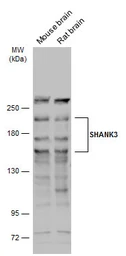 Anti-SHANK3 antibody used in Western Blot (WB). GTX133163