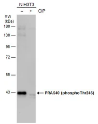 Anti-PRAS40 (phospho Thr246) antibody used in Western Blot (WB). GTX133176